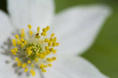 Anemone nemorosa