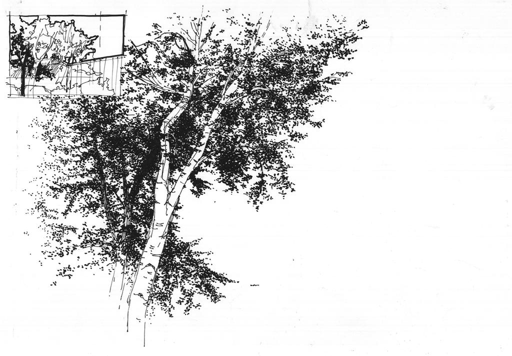 Populus tremula