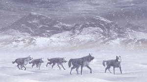 Arctic Wolfes by xmas-kitty