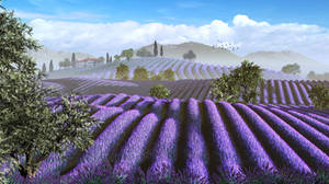 Lavender Fields by xmas-kitty