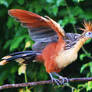 Hoatzin Stretching