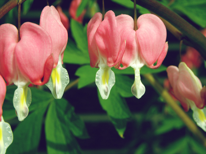 Our Bleeding Hearts