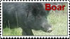 Year of the Boar
