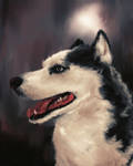 good boy husky by clc1997