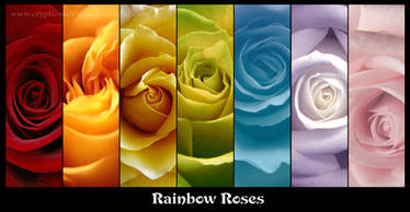 rainbow roses