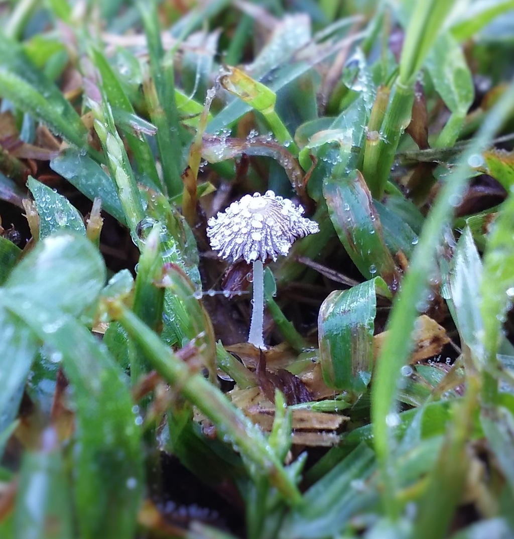 Dew Covered Tiny Mushroom 2