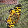 Pearl Crescent Butterfly