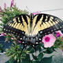 Another Female Swallowtail Butterfly