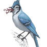 Blue Jay