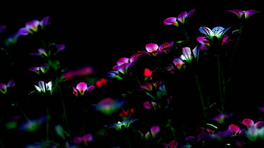 Flowers in the night