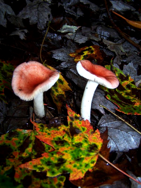 Mushroom Fall Color