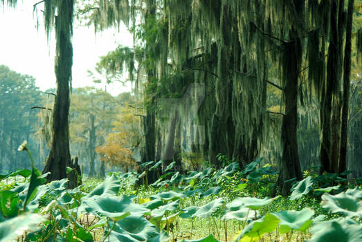 Lily pads and cyprus