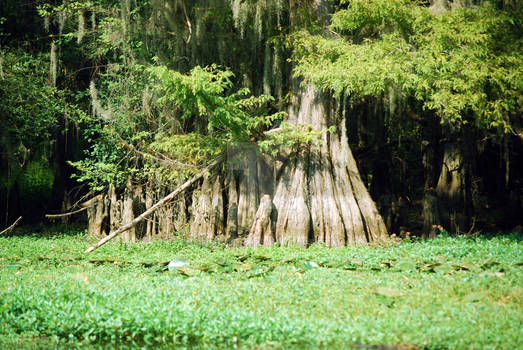 Cyprus Stump