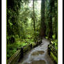 Cathedral Grove