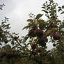 Apple Orchard Stock 6