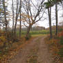 Apple Orchard Stock 10