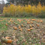Pumpkin Patch Stock