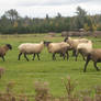 Sheep Stock