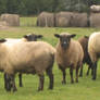Sheep Stock 2