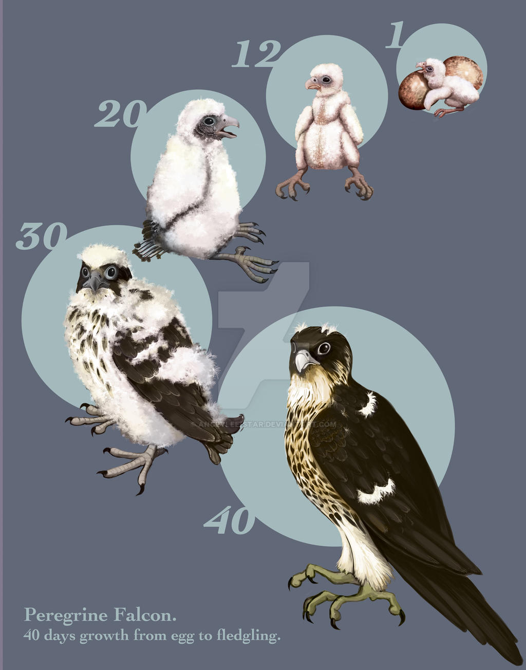 Falcon Chart Peregrine Falcon Growth Chart by Anceylee-Star on DeviantArt