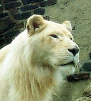 Lioness ID