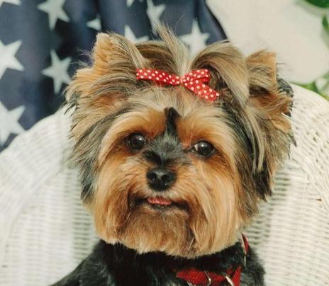 Yorkie. Sophie.