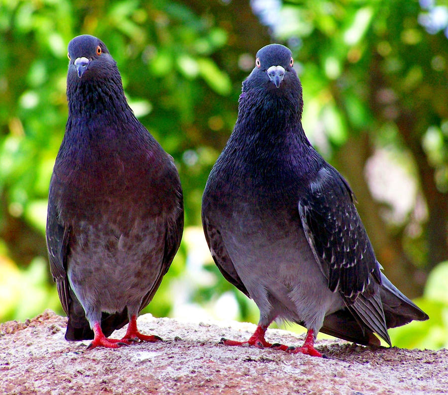 Birds on a rock