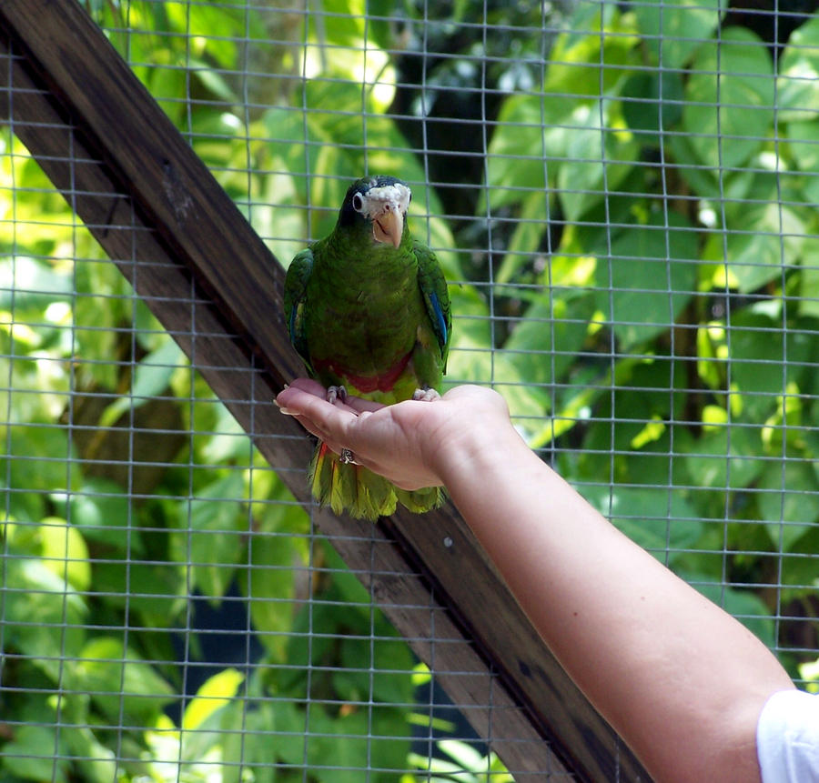 Bird on a hand