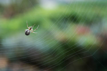 Spider Macro