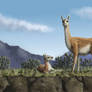 Guanaco