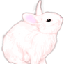 Rabbit2