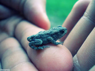 Little frog