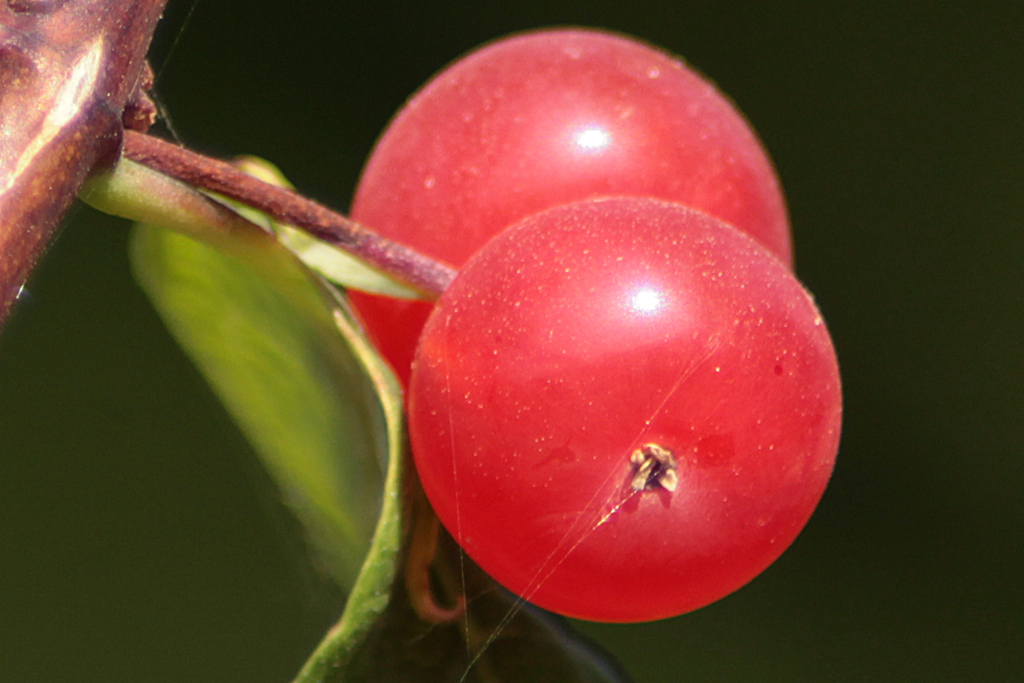 Berries