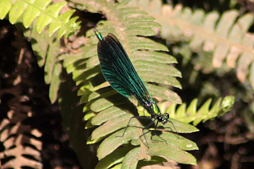 Damsel fly