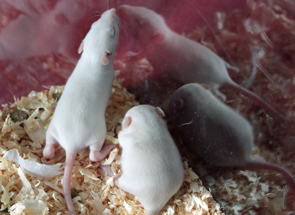 11 day old baby rats.