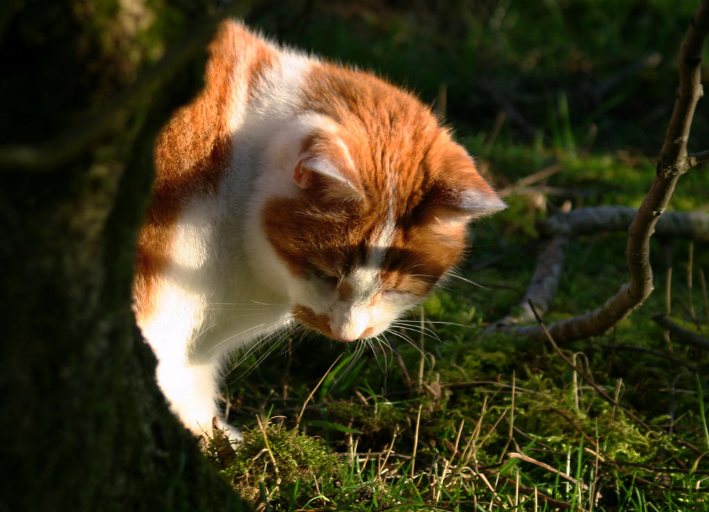 Orange Bundle Of Fluff.