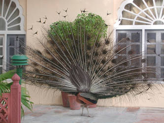 Peacock in India 2