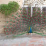 Peacock in India 5