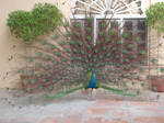 Peacock in India 5 by Smartyz