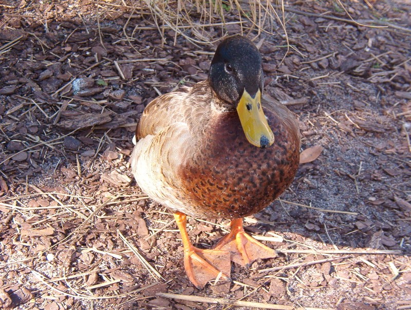 Duck