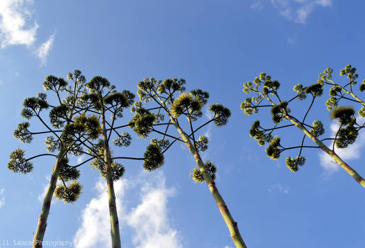 Cactus Trees