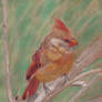 Cardinal Resting in the Brush