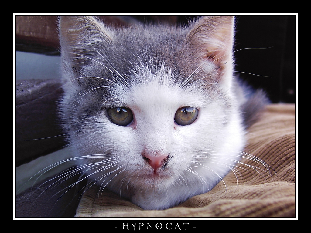 Hypnocat.