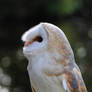 Owl Bokeh