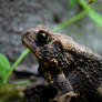 The Toad In My Garden