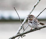 Red Capped Sparrow 8 by acousticrehab