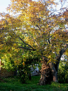 Autumn-granny has arrived with golden watercolor.