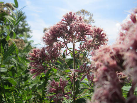 Flowered Tree