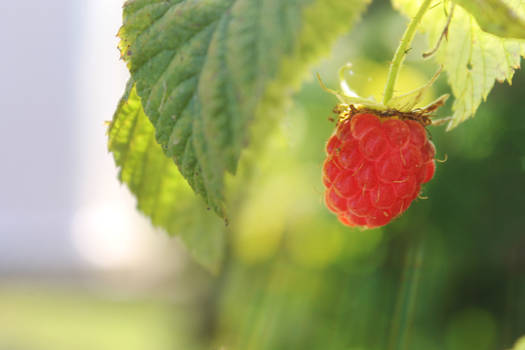 Raspberries3