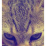 F.O.T.C.5.Evil